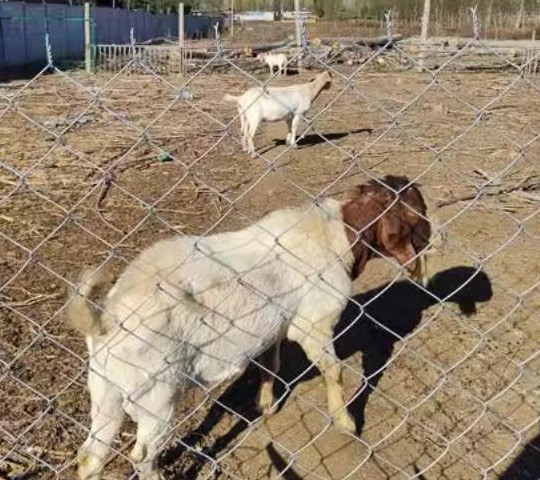 zoo fence
